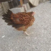 مرغ کرچ و مرغ