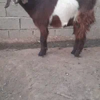 بزغاله ماده دورگه|حیوانات مزرعه|بیستون, |دیوار