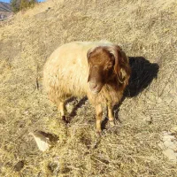 شک دو شیر درجه یک|حیوانات مزرعه|جوانرود, |دیوار