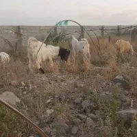 چپشت نرای چاق دونی بیست ملیون