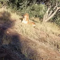 سگ گله جوان 22ماه