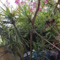 گل یوکا و کاکتوس|گل و گیاه طبیعی|شیراز, شهرک پرواز|دیوار