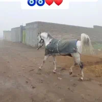 اسب کردو عرب|اسب و تجهیزات اسب‌سواری|مشگین شهر, |دیوار