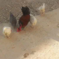 خروس|حیوانات مزرعه|دهدشت, |دیوار