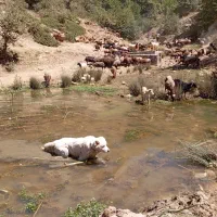 جنگل ابر با ماشین آفرود