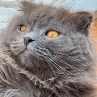 گربه اسکاتیش نر