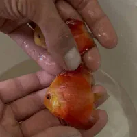 آبزی پرور آمازون دیسکس تترا چانا آروانا وغیره|ماهی|اصفهان, شمس آباد|دیوار