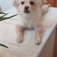 سگ پاپی
