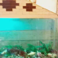 اکواریوم|ماهی|خرمشهر, |دیوار