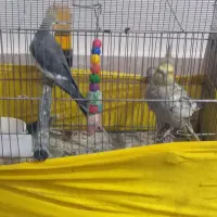 فروش یه جفت عروس هلندی|پرنده|اهواز, کوی رمضان|دیوار