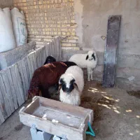 گوسفند|حیوانات مزرعه|سوسنگرد, |دیوار