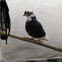 کفتر ماده