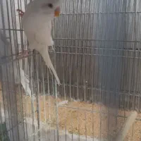 مرغ عشق چشم قرمز نر|پرنده|شهرکرد, |دیوار