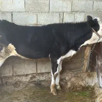 فروش گوساله ماده