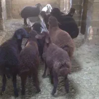 بره افشاری|حیوانات مزرعه|گرگان, |دیوار