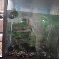 آکواریوم|ماهی|ماهدشت, |دیوار