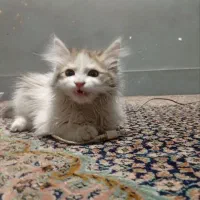 گربه ملوس|گربه|بهارستان, |دیوار
