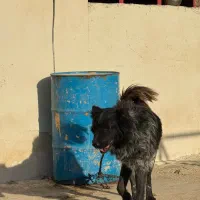 قدرجونی روزگاری