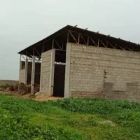 دامداری 30 راسی گاو شیری مجانی|فروش دفتر صنعتی، کشاورزی، تجاری|گنبد کاووس, |دیوار