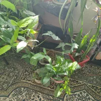 گل و گیاه خانگی|گل و گیاه طبیعی|پردیس, فاز ۱|دیوار