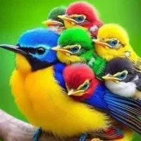 پیدا شده ، عکس تزئینی