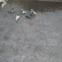 سلام خدمت دوستان۶عدد کفتر