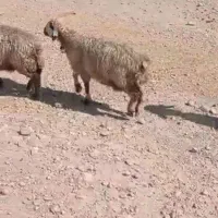 میش بره دار بختیاری درجه یک|حیوانات مزرعه|فراشبند, |دیوار