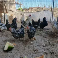 تخم نطفه دار گلین لری اصیل|حیوانات مزرعه|فولادشهر, زاینده رود|دیوار