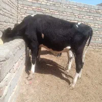 گوساله نر