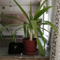 گل موزیزیبا