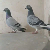 جفت نروماده پلاکی نامبروان|پرنده|آذرشهر, |دیوار