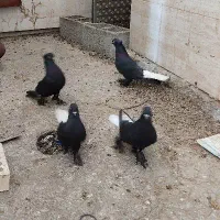 ماده سیاه دم سفید