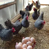 نیمچه مرغ و خروس پلیموت راک