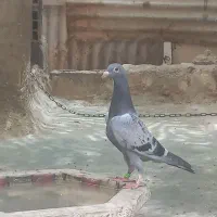 جوجه پلاکی