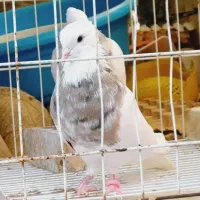 طوقی|حیوانات|آبادان, |دیوار