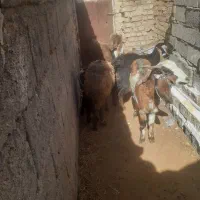 ۳بززاییده ۳۶۵۰۰یک میش زاییده بره نر۲۰