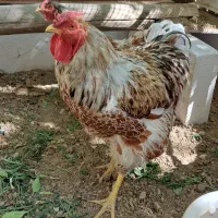 خروس ویاندوت