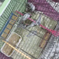 دنیای حیوانات|پرنده|بیرجند, |دیوار