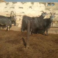 ۳ راس بز آبستن سنگین کبود|حیوانات مزرعه|پیشوا, |دیوار