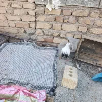 نر دم سیاه تن پاک|پرنده|فسا, |دیوار