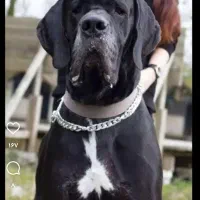 سگ گریدین اصل شناسنامه دار|سگ|مشهد, كنويست|دیوار