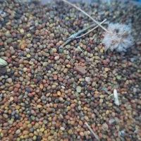 بذر|عمده‌فروشی|بیضا, |دیوار