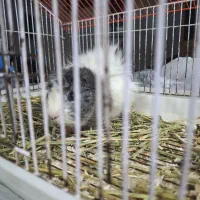 خوکچه هندی شیطون و ناقلا