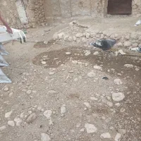 بوقلمون|حیوانات مزرعه|لیکک, |دیوار