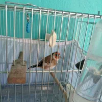 سهره نر یک وجبی  سهره کردستان معاوضه باانگشتر