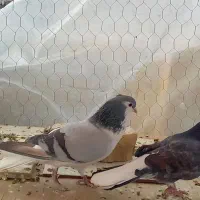 یه بوم دمگیر|پرنده|شاهین‌شهر, نظامی|دیوار