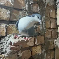 گمشده کفتر سه تا