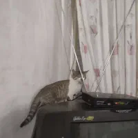 واگزاری 4تا بچه گربه|گربه|کرمانشاه, |دیوار