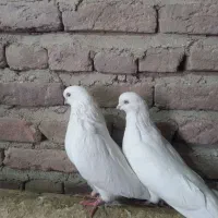 کبوتر سفید|پرنده|چهاربرج, |دیوار