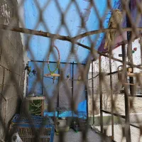 قبول واگذاری عروس هلندی مرغ عشق فنج طوطی برزیلی